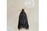 Lecithocera nigrana