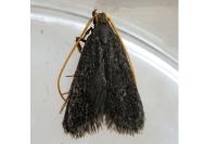 Lecithocera nigrana