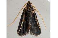 Lecithocera nigrana
