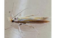 Coleophora