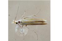 Coleophora