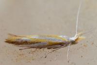 Coleophora