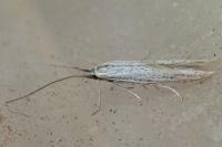 Coleophora