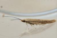 Coleophora