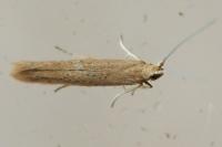 Coleophora