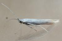 Coleophora