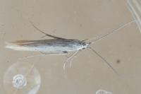 Coleophora