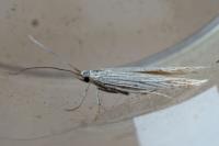 Coleophora