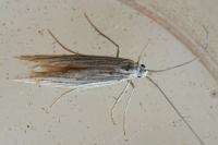 Coleophora
