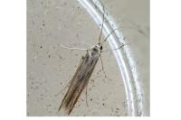 Coleophora