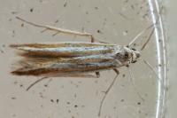 Coleophora