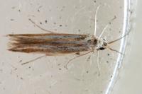 Coleophora