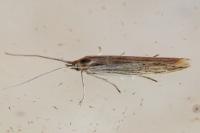 Coleophora