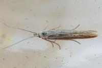 Coleophora