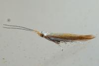 Coleophora