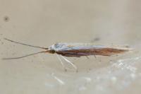 Coleophora