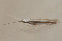 Coleophora