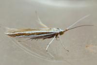 Coleophora