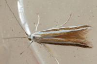 Coleophora