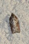 Acleris hastiana