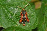 Pyropteron chrysidiforme