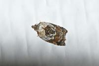 Acleris variegana