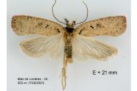 Agonopterix scopariella