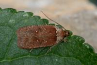 Agonopterix cnicella