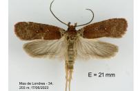 Agonopterix cnicella