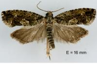Zeiraphera isertana