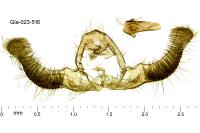 Zeiraphera isertana