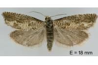 Pelochrista caecimaculana