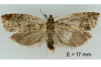 Ancylis achatana