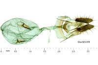 Ancylis achatana