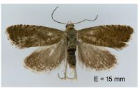 Dichrorampha baixerasana