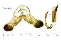 Dichrorampha baixerasana