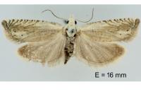 Eucosma albidulana