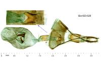 Eucosma albidulana