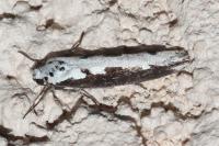 Ethmia bipunctella
