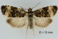 Endothenia marginana