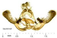 Endothenia marginana