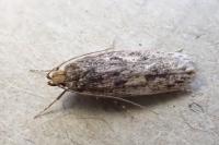 Hofmannophila pseudospretella