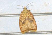 Acleris forsskaleana
