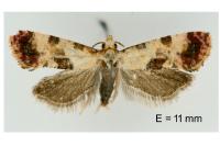 Neocochylis millierana