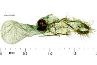 Neocochylis millierana