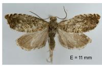 Dichrorampha distinctana