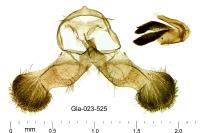 Dichrorampha distinctana