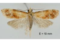 Gynnidomorpha rubricana