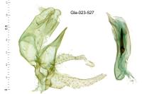 Gynnidomorpha rubricana