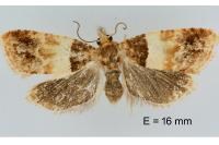 Epinotia festivana